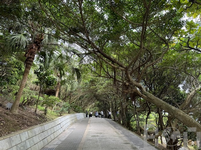 野柳地質公園 植物